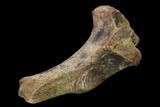 Fossil Dinosaur (Hadrosaur?) Transverse Process - South Dakota #145884-5